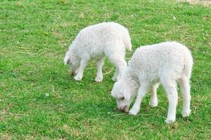 Easter lambs on a green meadow. White wool on a farm animal on a farm. Animal photo