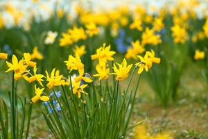 narcisos a Pascua de Resurrección hora en un prado. amarillo flores brillar en contra el verde césped foto