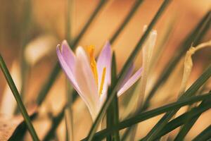 Single crocus flower delicately depicted in soft warm light. Spring flowers photo