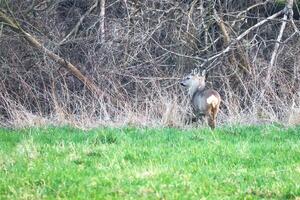 Deer on a meadow, attentive and feeding. Hidden among the bushes. Animal photo