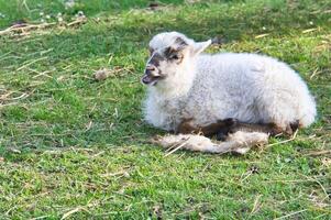 Pascua de Resurrección Cordero acostado en un verde prado. blanco lana en un granja animal en un granja. animal foto