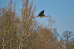 Cranes fly in the blue sky in front of trees. Migratory birds on the Darss. Wildlife photo