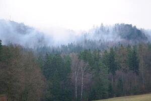 Foggy forest on a mountain in the Elbe Sandstone Mountains. Gloomy atmosphere photo