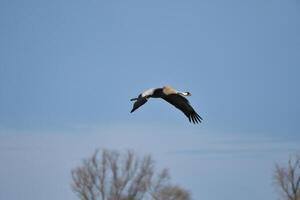 Cranes fly in the blue sky in front of trees. Migratory birds on the Darss. Wildlife photo