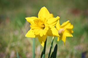 Daffodils at Easter time on a meadow. Yellow flowers shine against the green grass photo