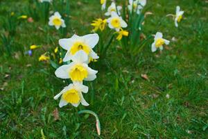 Daffodils at Easter time on a meadow. Yellow white flowers shine against the grass photo