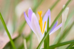 Single crocus flower delicately depicted in soft warm light. Spring flowers photo