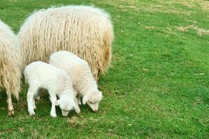 Pascua de Resurrección corderos con su madre en un verde prado. blanco lana en granja animal en un granja foto