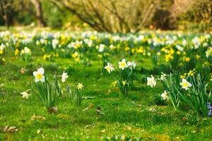 Daffodils at Easter time on a meadow. Yellow white flowers shine against the grass photo