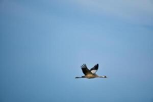 Cranes fly in the blue sky. Migratory birds on the Darss. Wildlife photo from nature