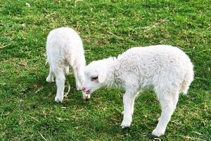 Easter lambs on a green meadow. White wool on a farm animal on a farm. Animal photo