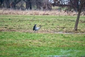 Cranes on a damp meadow. Wild birds foraging in the wild. Migratory birds photo