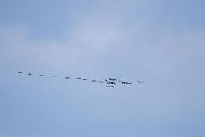 Cranes fly in V formation in the sky. Migratory birds on the Darss. Bird photo