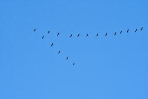 Cranes fly in V formation in the sky. Migratory birds on the Darss. Bird photo