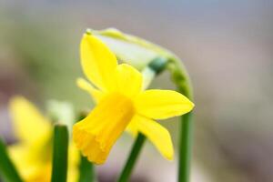 narcisos a Pascua de Resurrección hora en un prado. amarillo flores brillar en contra el verde césped foto