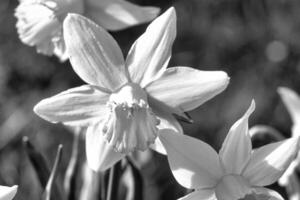 narcisos en un negro y blanco prado a Pascua de Resurrección tiempo. flores brillo. temprano pololos foto