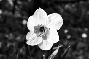 narcisos en un negro y blanco prado a Pascua de Resurrección tiempo. flores brillo. temprano pololos foto