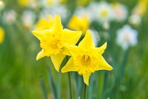 narcisos a Pascua de Resurrección hora en un prado. amarillo flores brillar en contra el verde césped foto