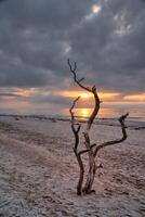 puesta de sol en el playa de el báltico mar. amor árbol, arbusto en el arena en el Oeste playa foto