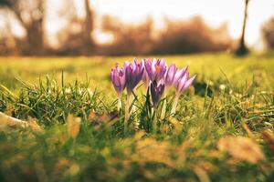 Crocuses in a meadow in soft warm light. Spring flowers that herald spring. Flowers photo