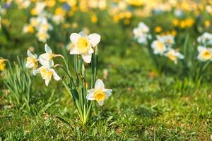 narcisos a Pascua de Resurrección hora en un prado. amarillo blanco flores brillar en contra el césped foto