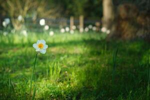 Daffodils at Easter time on a meadow. Yellow white flowers shine against the grass photo