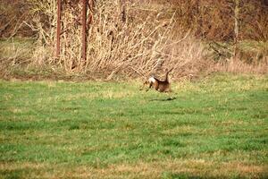 Deer on the run in a meadow. Jumping over the green grass. Animal photo