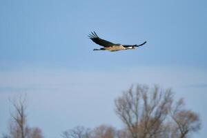 Cranes fly in the blue sky in front of trees. Migratory birds on the Darss. Wildlife photo