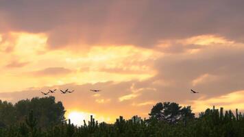 Cranes fly over trees in a forest at sunset. Migratory birds. Wildlife photo