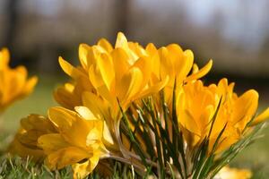 azafrán en un prado en suave calentar ligero. primavera flores ese heraldo primavera. flores foto
