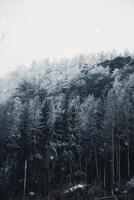 Zschirnstein with snow-covered trees and sunrise in fog, on the summit, hike. photo