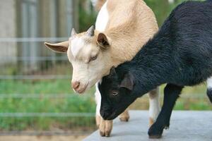 Goats playing with each other. Funny animal photo. Farm animal on the farm. Animal photo