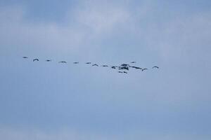 grúas mosca en v formación en el cielo. migratorio aves en el Darse. pájaro foto