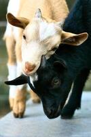 Goats playing with each other. Funny animal photo. Farm animal on the farm. Animal photo