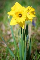 Daffodils at Easter time on a meadow. Yellow flowers shine against the green grass photo