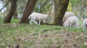 Pascua de Resurrección corderos en un verde prado Entre arboles blanco lana en un granja animal en un granja foto