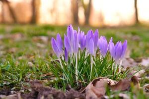 Crocuses in a meadow in soft warm light. Spring flowers that herald spring. Flowers photo