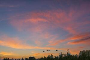 Cranes fly over trees in a forest at sunset. Migratory birds. Wildlife photo