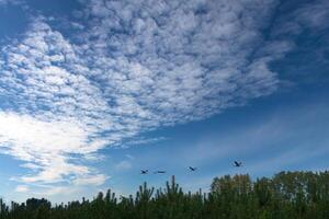 Cranes fly over trees in a forest. Migratory birds on the Darss. Wildlife of birds photo