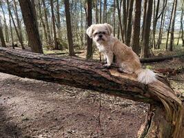 A view of a Dog on a tree at Peckforton photo