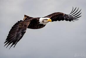 ai generado un ver de un americano calvo águila en vuelo foto