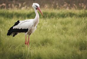 AI generated A close up of a White Stork photo