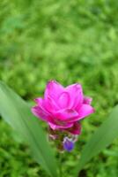 Blooming pink Siam Tulip flowers field in the grass of tropical garden photo