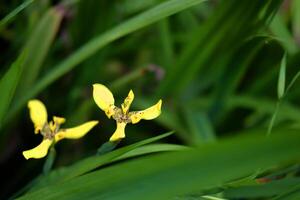 Blooming Yellow walking iris, hand of God, Neomarica longifolia plants in tropical garden photo