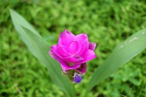Blooming pink Siam Tulip flowers field in the grass of tropical garden photo