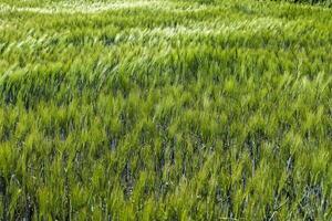 Summer view on agricultural crop and wheat fields ready for harvesting photo