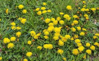 Close up view at a dandelion flowers on a green meadow during springtime. Floral field. photo