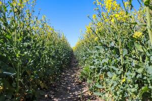 Yellow field of flowering rape and tree against a blue sky with clouds, natural landscape background with copy space, Germany Europe photo