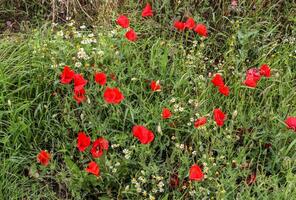 Beautiful red poppy flowers papaver rhoeas in a golden wheat field moving in the wind photo