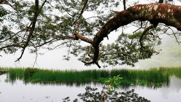 Lake lake with trees hanging down to the water photo